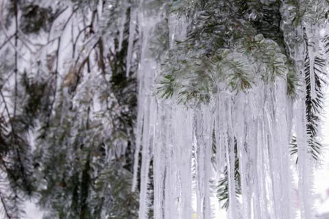 Beautiful winter composition. Stock Photos