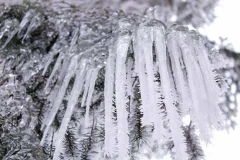 Beautiful winter composition. Stock Photos