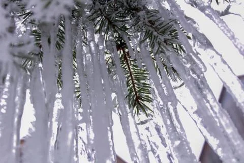 Beautiful winter composition. Stock Photos