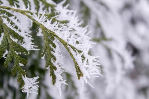 Beautiful winter composition. Foto stock