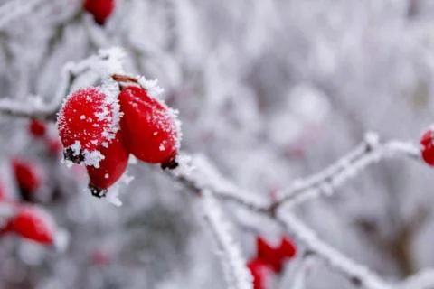 Beautiful winter composition. Stock Photos