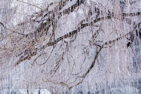 Beautiful winter composition. Stock Photos