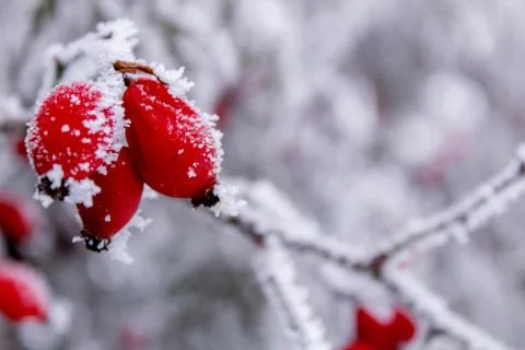 Beautiful winter composition. Stock Photos