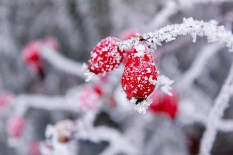 Beautiful winter composition. Stock Photos