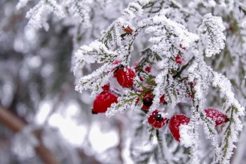 Beautiful winter composition. Stock Photos
