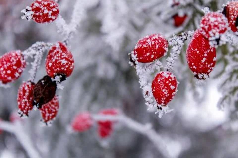 Beautiful winter composition. Stock Photos