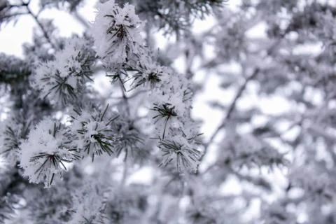 Beautiful winter composition. Foto stock