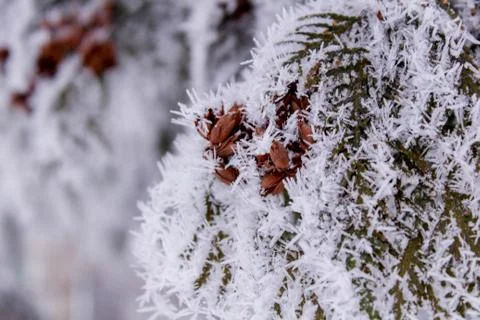 Beautiful winter composition. Stock Photos