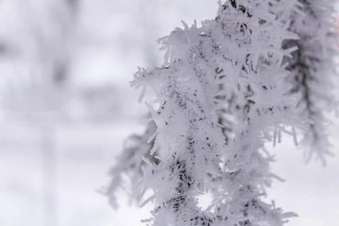 Beautiful winter composition. Stock Photos