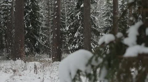 Beautiful winter forest 06 Stock Footage 20646305