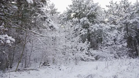 Beautiful winter forest covered with white snow. Stock Footage 167557989