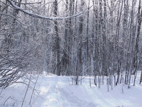 Beautiful winter forest during light snowfall in morning sunshine. Stock Footage 84702208