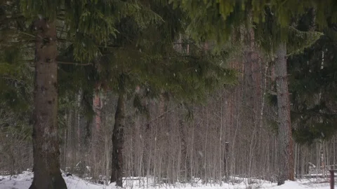 Beautiful winter forest during snowfall Stock Footage 124156224