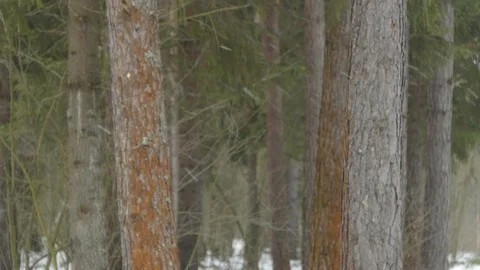 Beautiful winter forest during snowfall Stock Footage 124156627