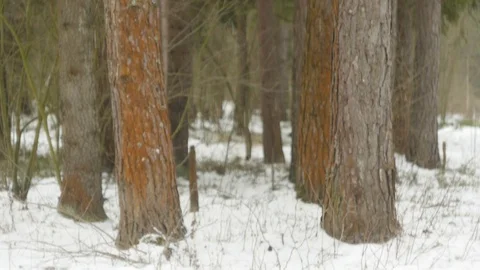 Beautiful winter forest during snowfall Stock Footage 124156662