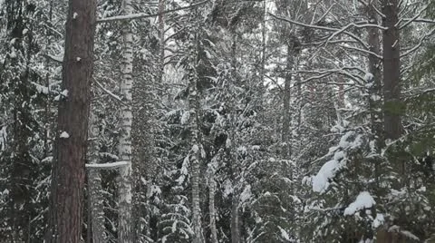 Beautiful winter forest Stock Footage 20646221