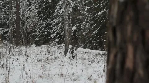 Beautiful winter forest  Stock Footage 20646381