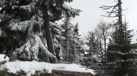 Beautiful Winter Forest Stock Footage 34848068