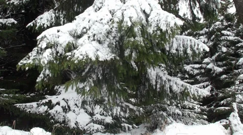 Beautiful Winter Forest Video stock 34928526