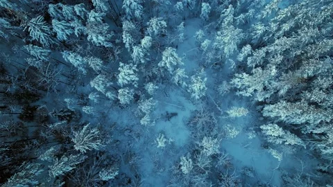 Beautiful winter forest Stockbeeldmateriaal 167772693