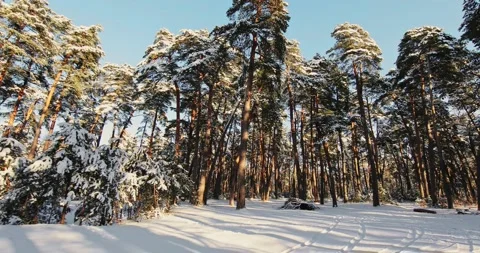 Beautiful winter forest Stock Footage 168489540