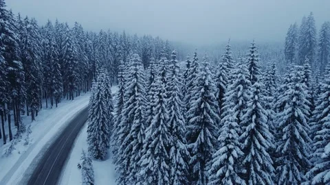 Beautiful winter forest  Stock Footage 214390987