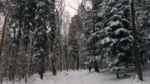 Beautiful winter forest Stock Footage 218983147