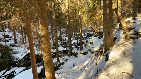 A beautiful winter forest landscape featuring majestic snowy rocks and tall Stock Footage 304834769