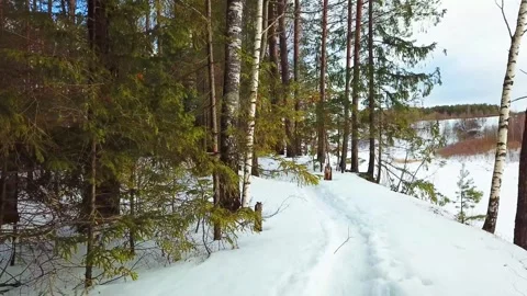 Beautiful winter forest landscape Stock Footage 288000580