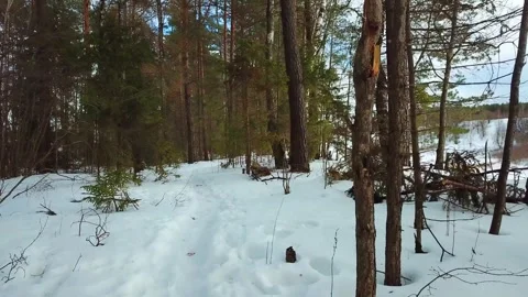 Beautiful winter forest landscape Stock Footage 288000719