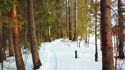 Beautiful winter forest landscape Stock Footage 288000723