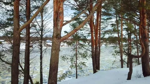 Beautiful winter forest landscape Stock Footage 288000952