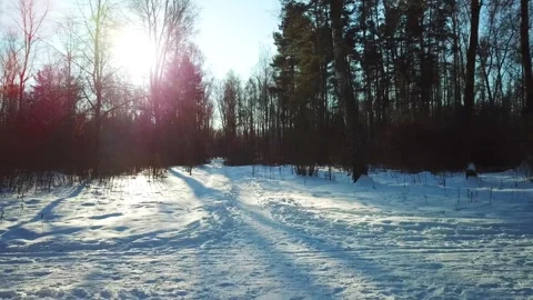 Beautiful winter forest landscape Stock Footage 288001046