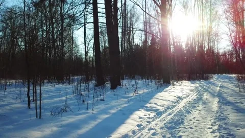 Beautiful winter forest landscape Stock Footage 288001198