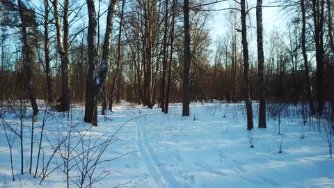 Beautiful winter forest landscape Stock Footage 288001312