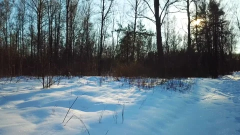 Beautiful winter forest landscape Stock Footage 288001319