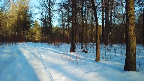 Beautiful winter forest landscape Stock Footage 288001615