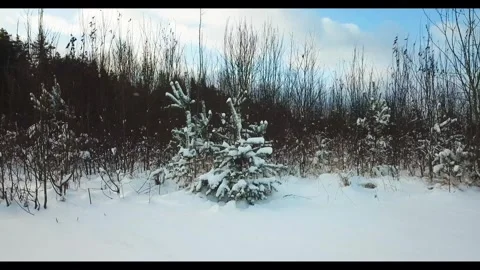 Beautiful winter forest landscape Stock Footage 288002253