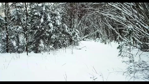 Beautiful winter forest landscape Stock Footage 288002303