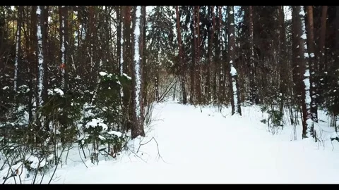Beautiful winter forest landscape Stock Footage 288002468