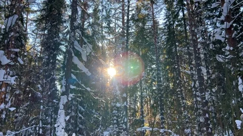 Beautiful winter forest landscape with sunlight. Pine forest.  Stock Footage 265949607