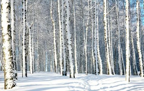 Beautiful winter forest 스톡 사진