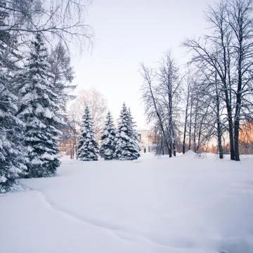 Beautiful winter forest Stock Photos