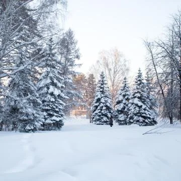 Beautiful winter forest Stock Photos