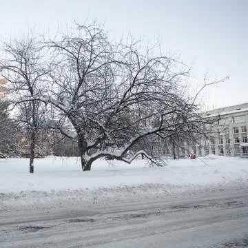 Beautiful winter forest Stock Photos