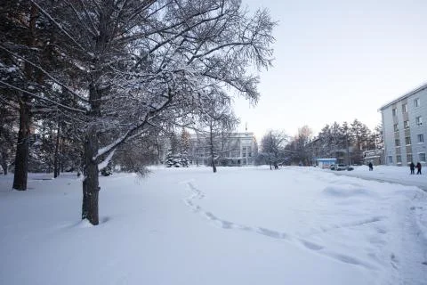 Beautiful winter forest Stock Photos
