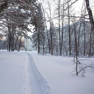 Beautiful winter forest Stock Photos
