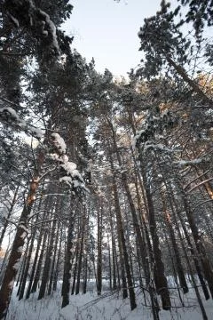 Beautiful winter forest Stock Photos