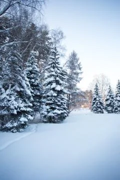 Beautiful winter forest Stock Photos