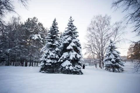 Beautiful winter forest Stock Photos